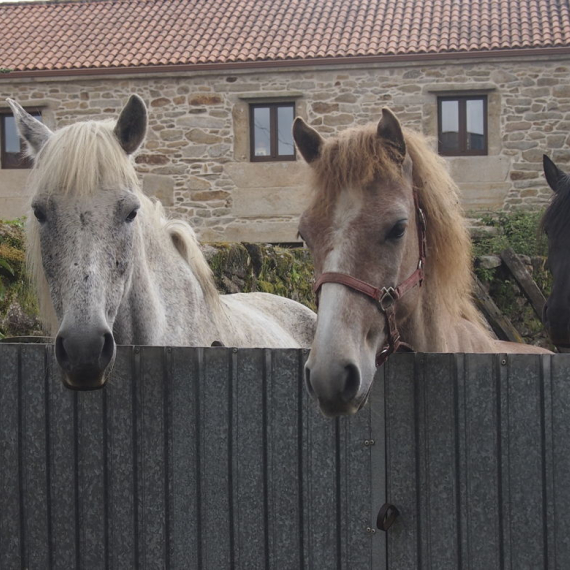 Caballos